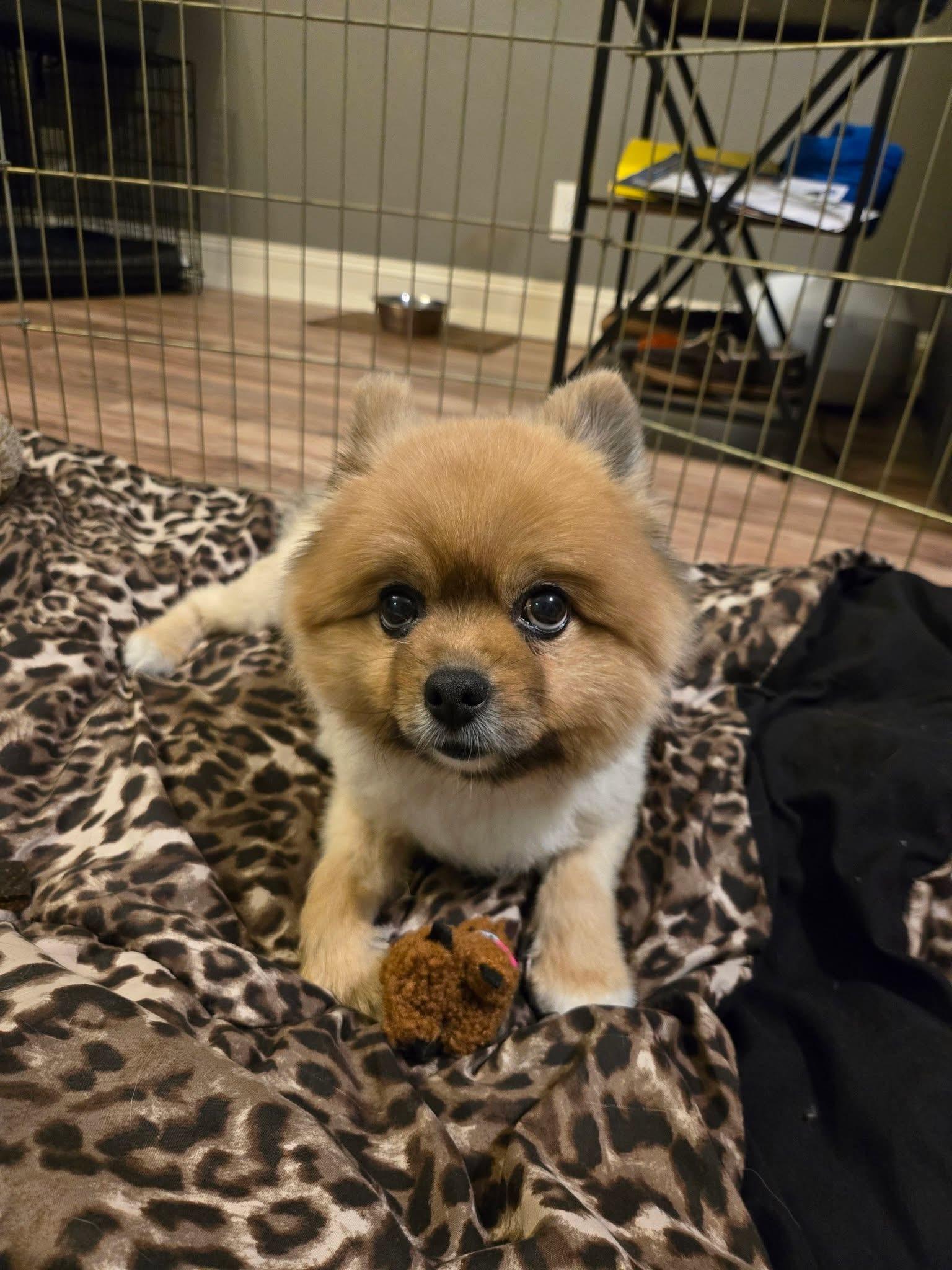 Enlarge Duke, a ADOPTABLE Pomeranian in Powell Butte, OR image 4/6
