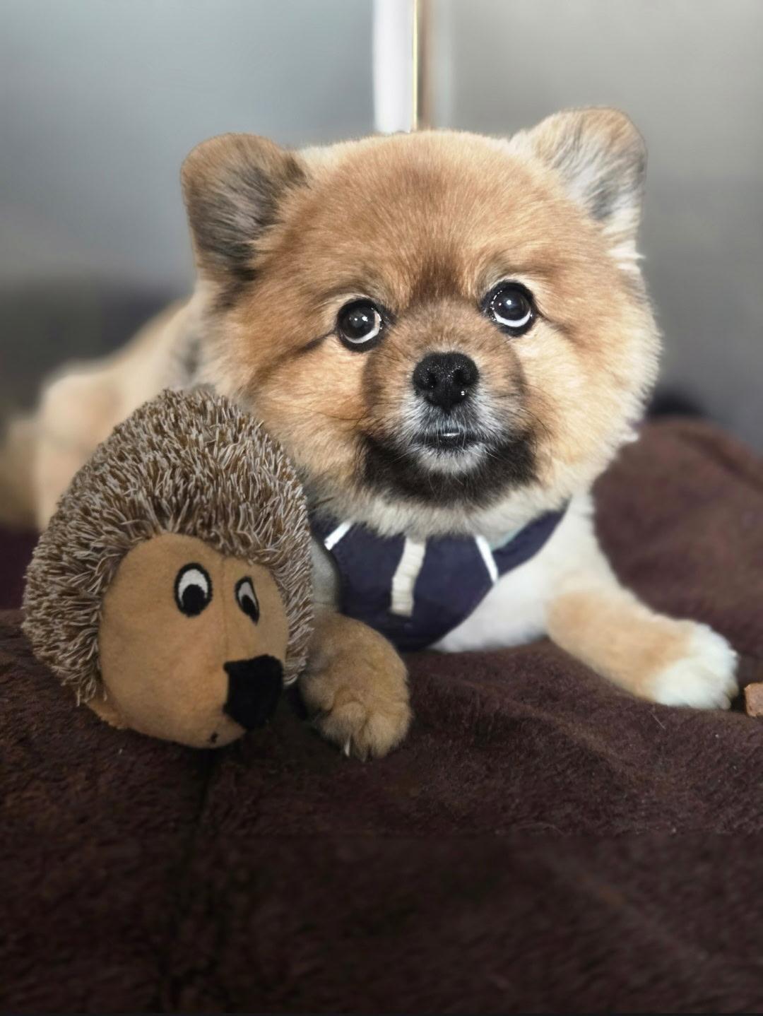 Duke, ADOPTABLE, Senior Male Pomeranian.