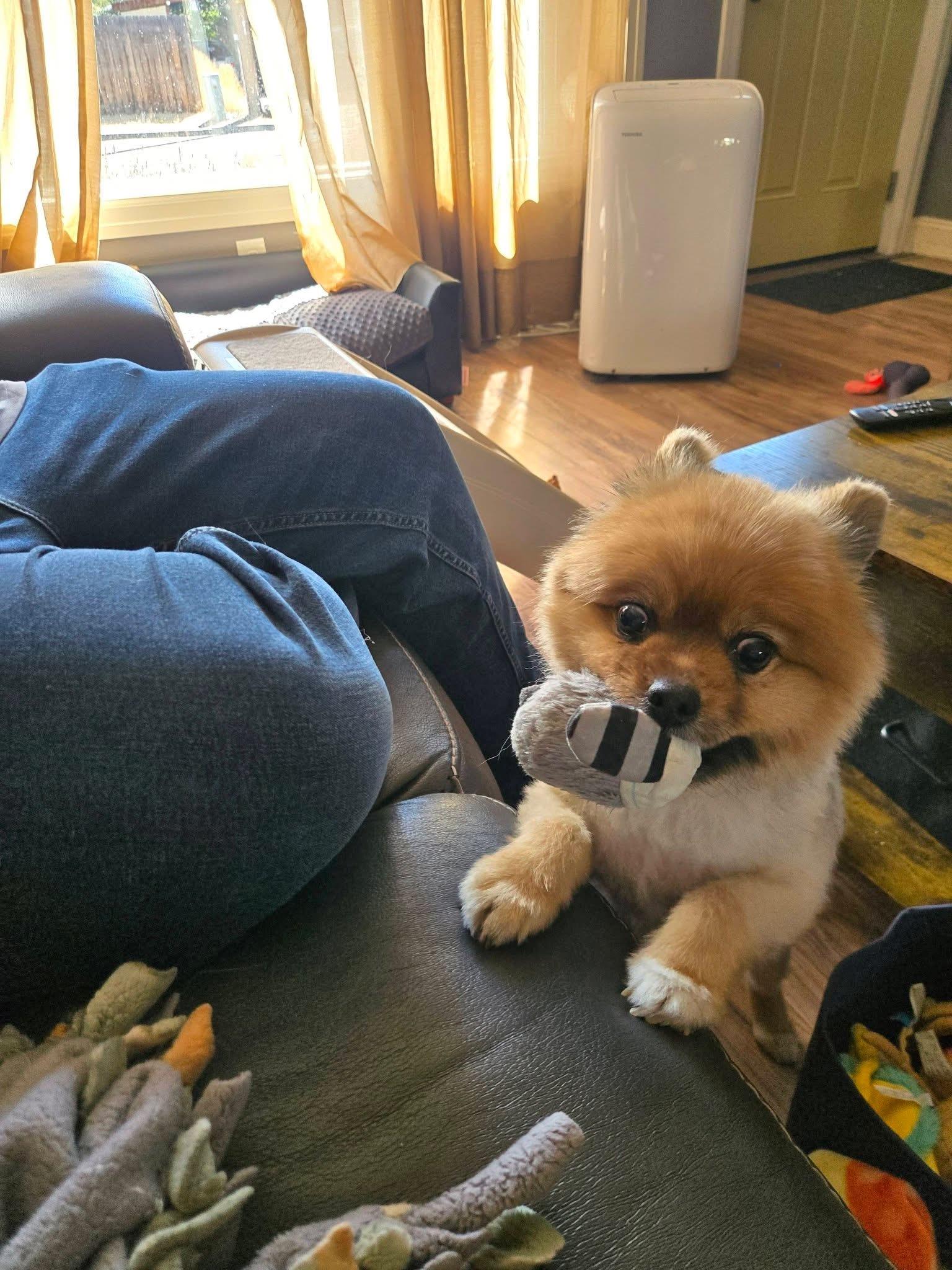 Enlarge Duke, a ADOPTABLE Pomeranian in Powell Butte, OR image 5/6