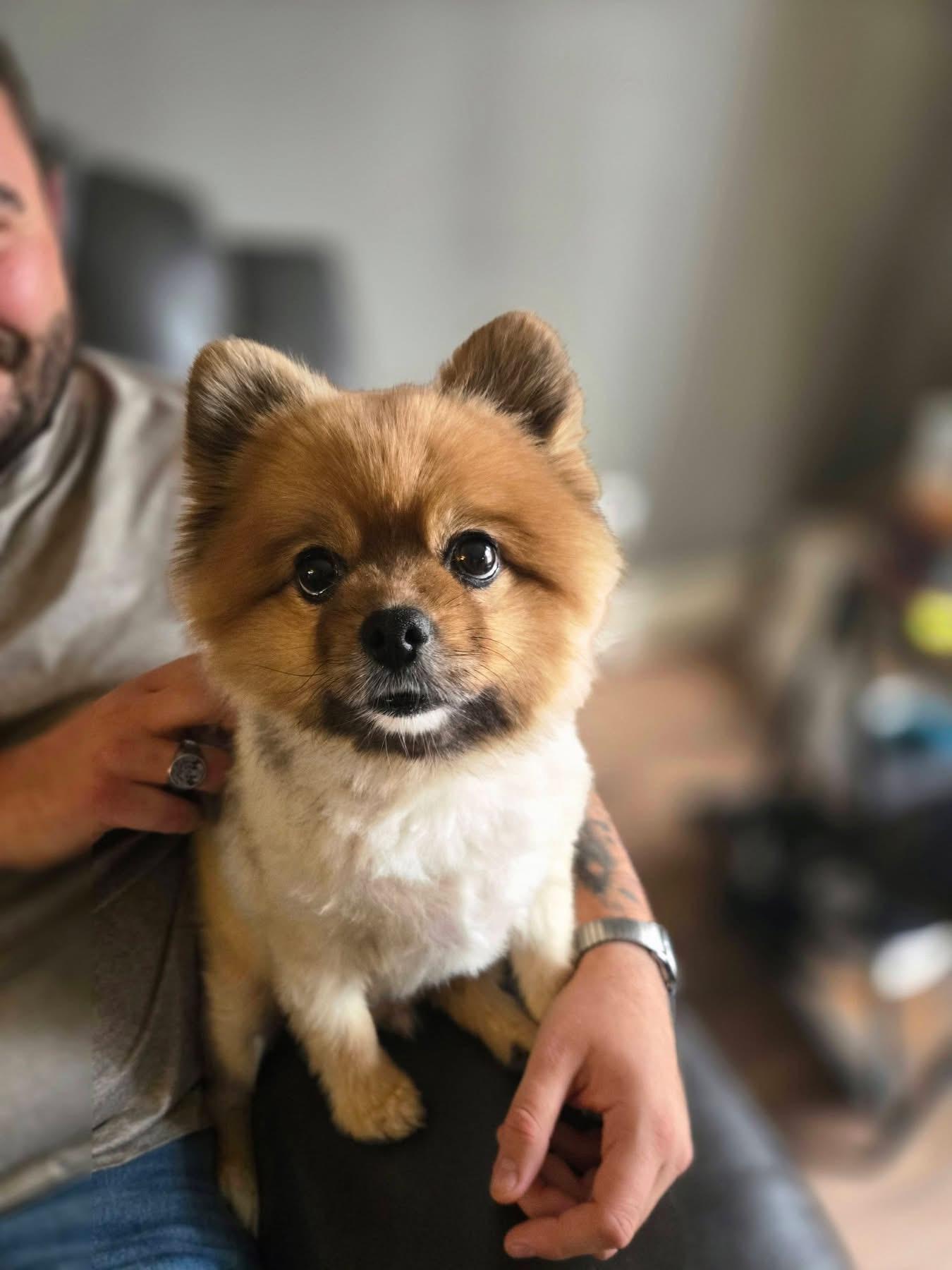 Enlarge Duke, a ADOPTABLE Pomeranian in Powell Butte, OR image 2/6