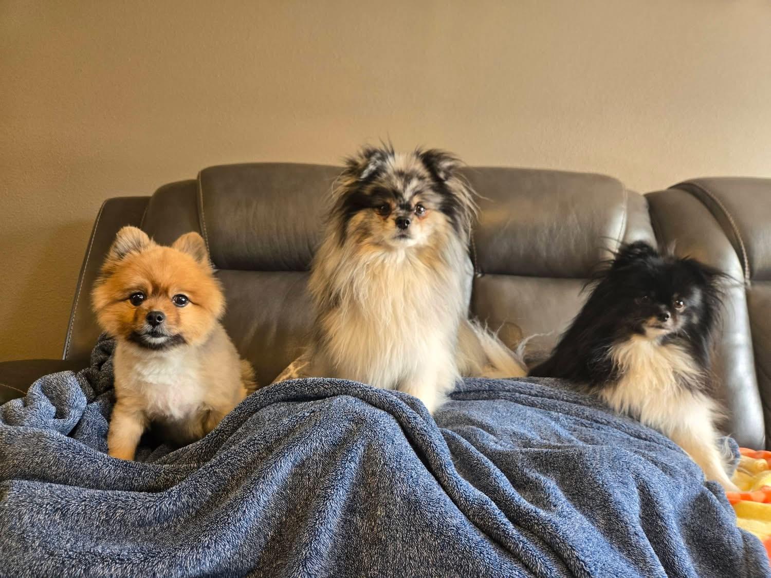 Enlarge Duke, a ADOPTABLE Pomeranian in Powell Butte, OR image 3/6