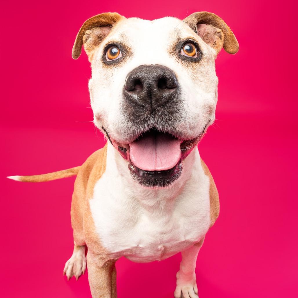 Enlarge Matilda, a Adoptable mixed breed in Silver Spring, MD image 1/6