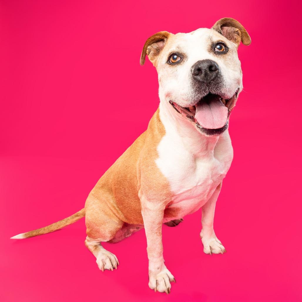 Enlarge Matilda, a Adoptable mixed breed in Silver Spring, MD image 2/6