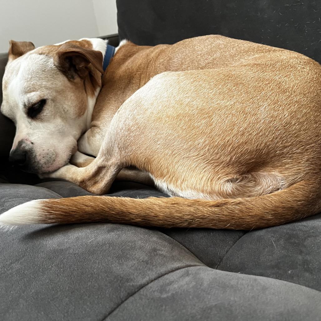 Enlarge Matilda, a Adoptable mixed breed in Silver Spring, MD image 4/6