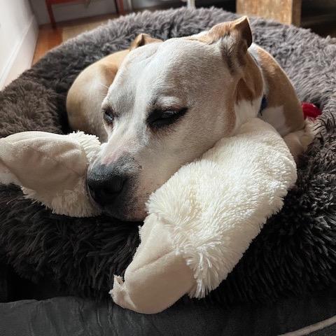 Enlarge Matilda, a Adoptable mixed breed in Silver Spring, MD image 5/6