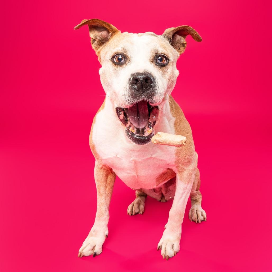 Enlarge Matilda, a Adoptable mixed breed in Silver Spring, MD image 3/6