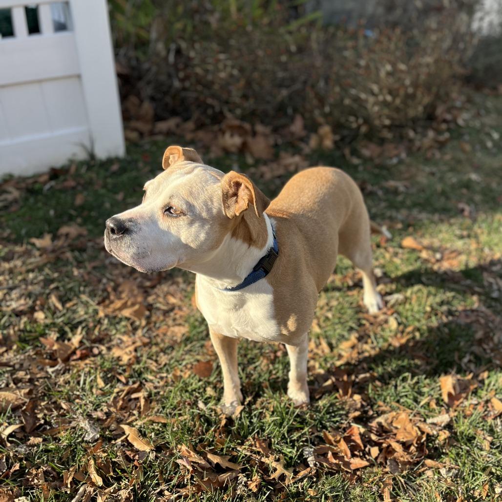 Enlarge Matilda, a Adoptable mixed breed in Silver Spring, MD image 4/6