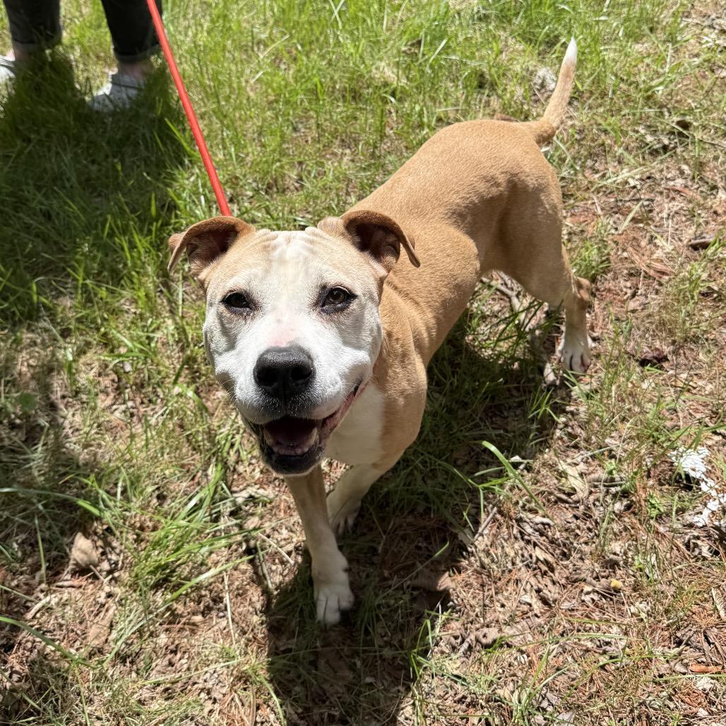 Enlarge Matilda, a Adoptable mixed breed in Silver Spring, MD image 5/6