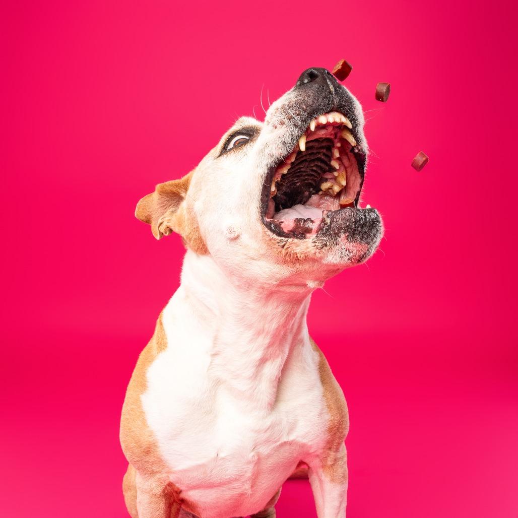 Enlarge Matilda, a Adoptable mixed breed in Silver Spring, MD image 6/6