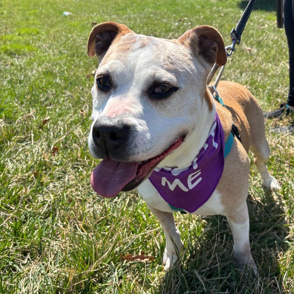 Enlarge Matilda, a Adoptable mixed breed in Silver Spring, MD image 1/6