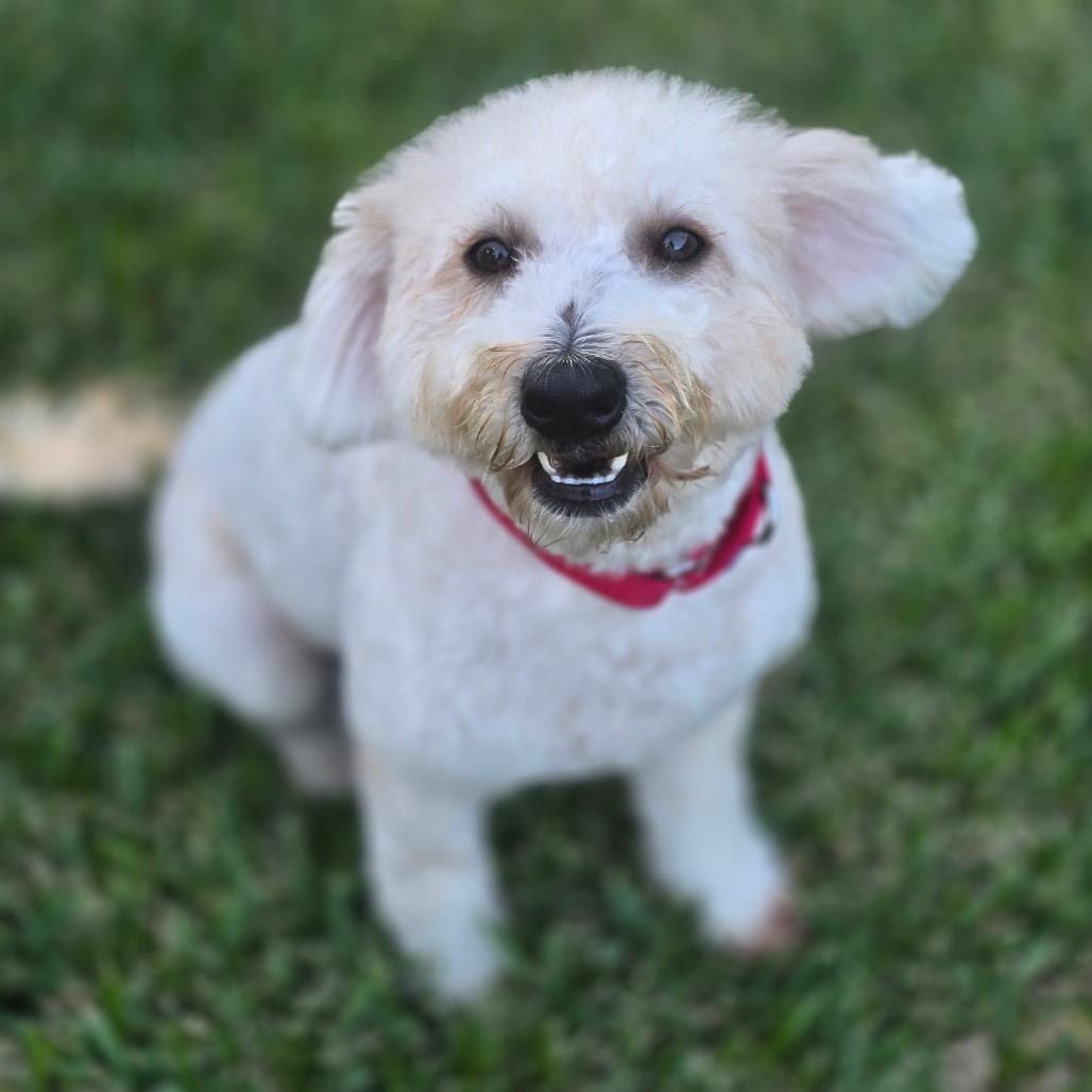Ponzu, Adopted, Young Female Poodle & Bichon Frise.