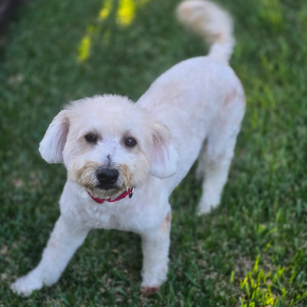 Enlarge Ponzu, a Adopted mixed breed in Los Angeles, CA image 2/4