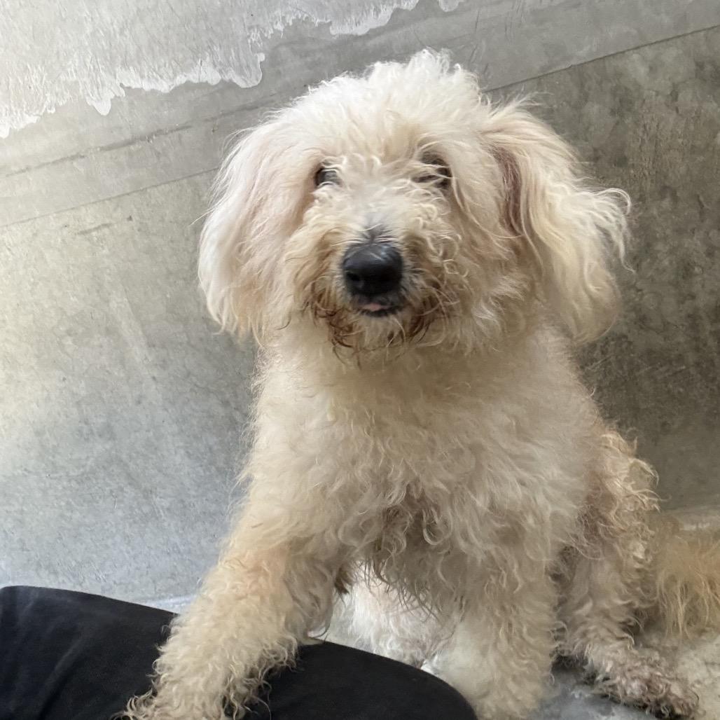 Enlarge Ponzu, a Adopted mixed breed in Los Angeles, CA image 3/4