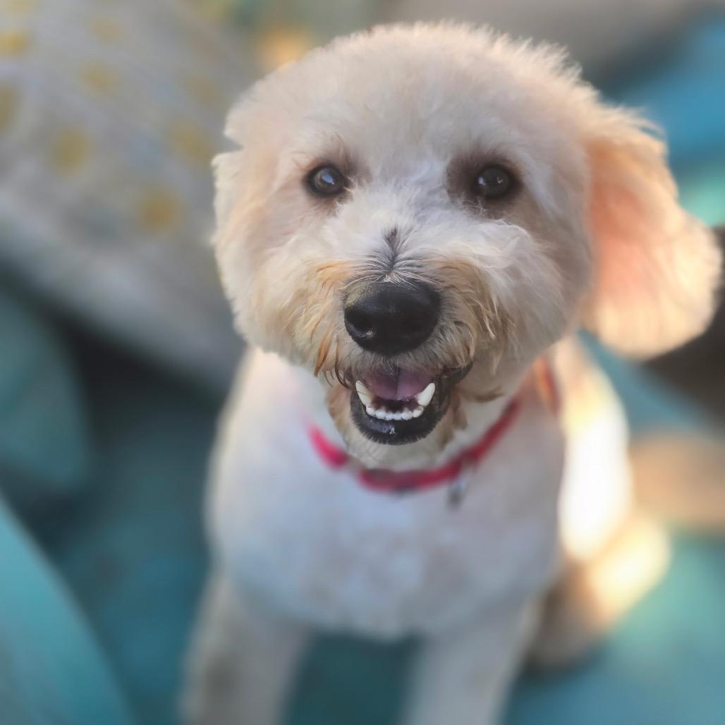 Enlarge Ponzu, a Adopted mixed breed in Los Angeles, CA image 4/4