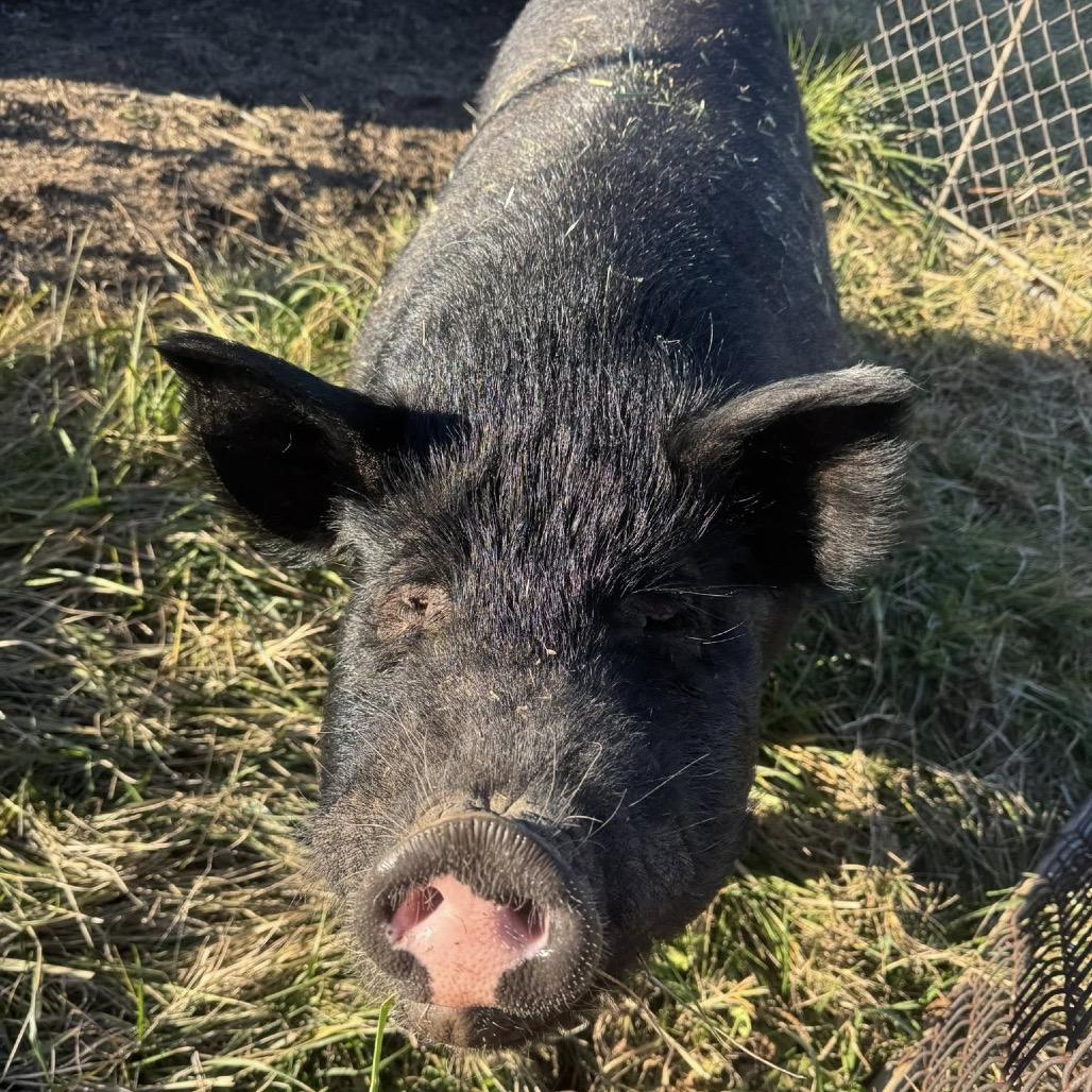 Enlarge Bubs, a Adoptable Pig in Ferndale, MI image 1/1
