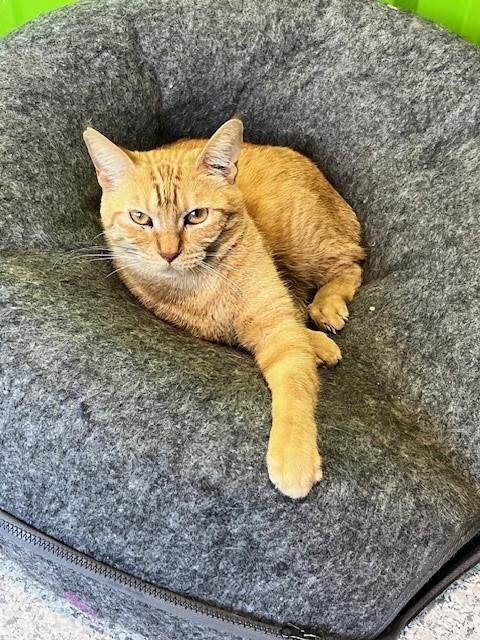 Enlarge Beatle, a Adoptable mixed breed in Tyler, TX image 3/3