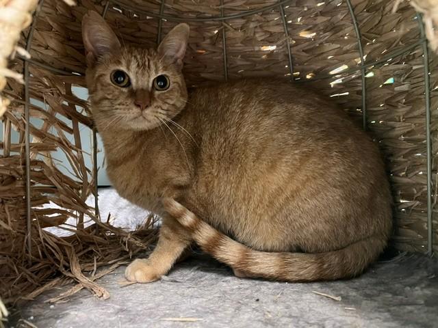 Beatle, Adoptable, Adult Female Domestic Short Hair.