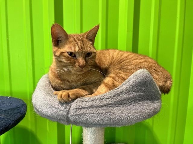 Enlarge Beatle, a Adoptable mixed breed in Tyler, TX image 2/3