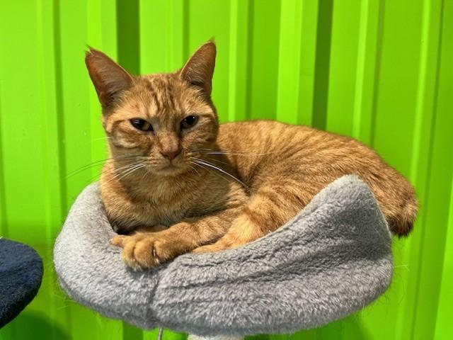 Enlarge Beatle, a Adoptable mixed breed in Tyler, TX image 1/3