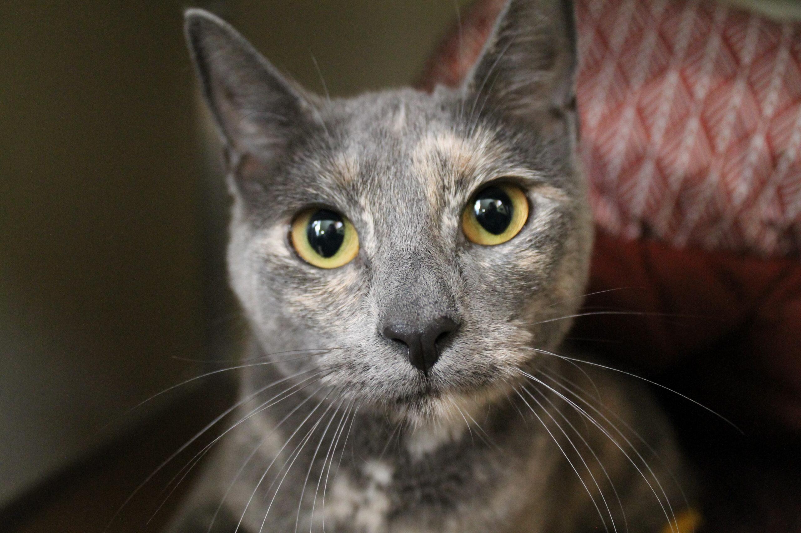 Enlarge Mrs. Bentina Beakly, an adopted Domestic Short Hair in McCall, ID image 1/1