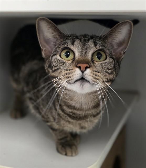 Enlarge BISCUIT, a Adoptable Domestic Short Hair in Olivette, MO image 1/1
