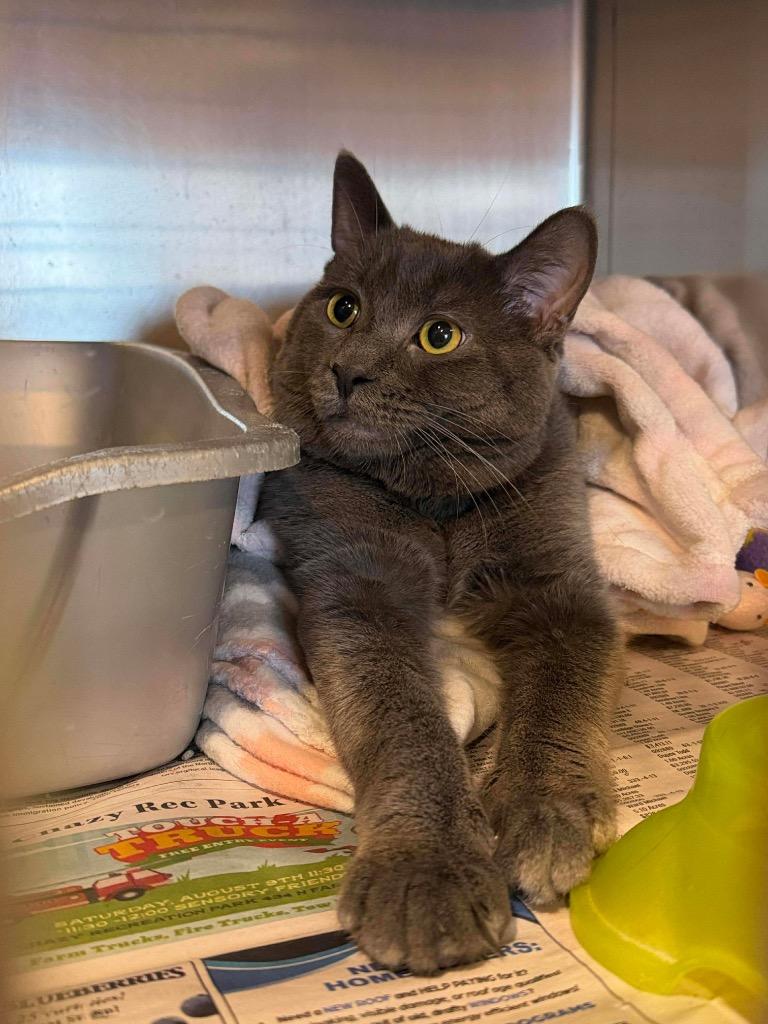 Will, Adopted, Young Male Domestic Short Hair.