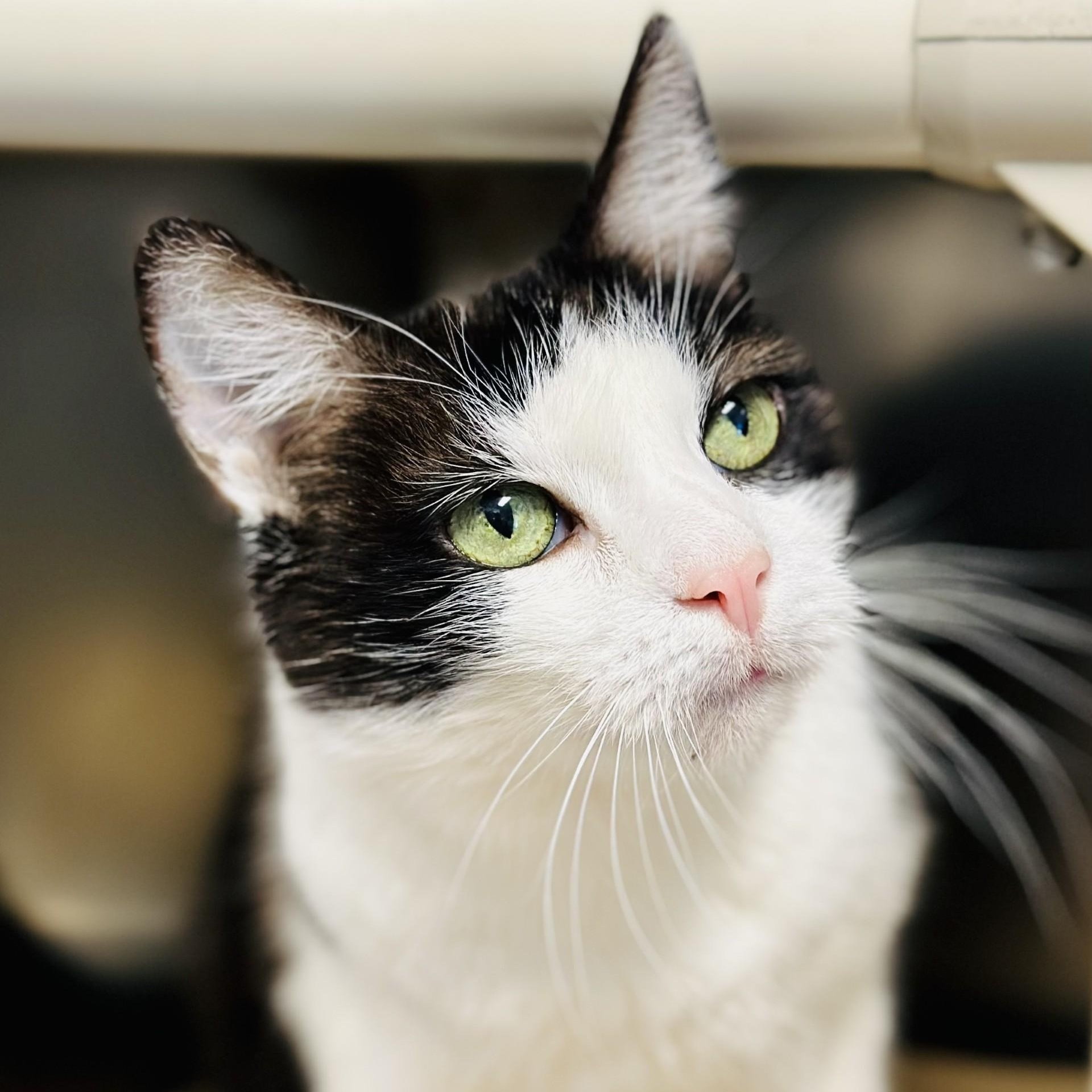 Enlarge Ella Fay , an adopted Domestic Short Hair in Manahawkin, NJ image 3/3