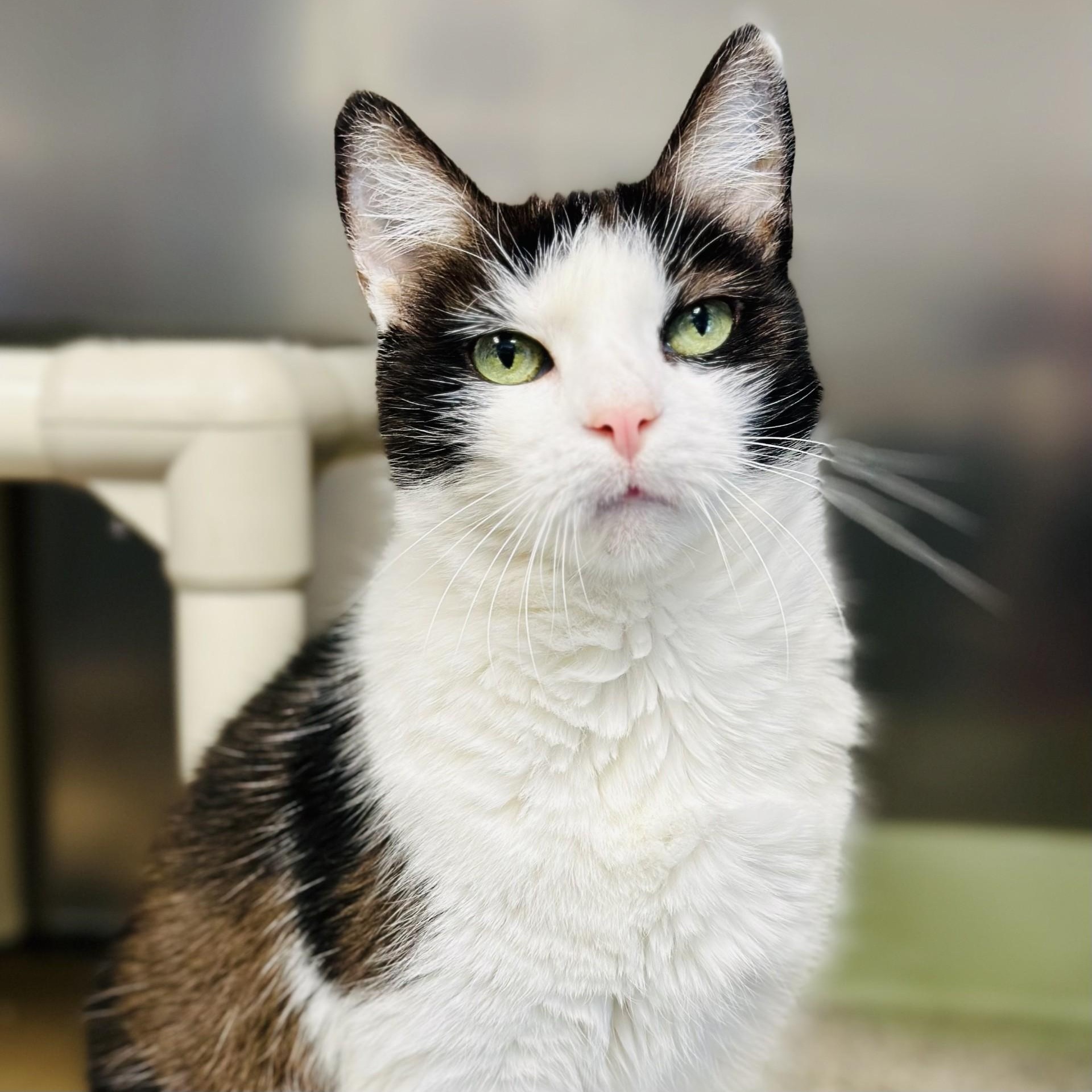 Ella Fay , adopted, Adult Female Domestic Short Hair.