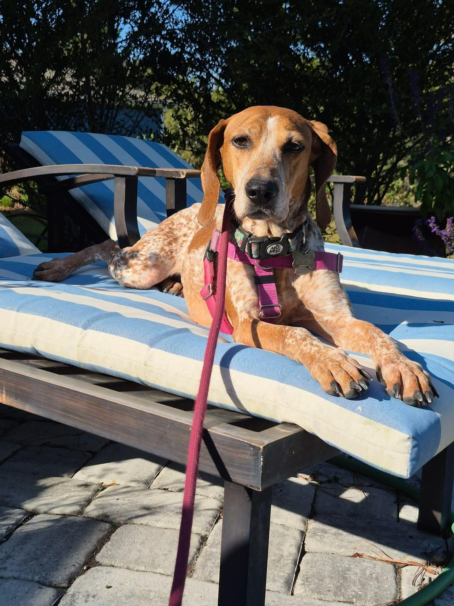 Enlarge Quinn, a Adoptable Coonhound in Brockton, MA image 6/6