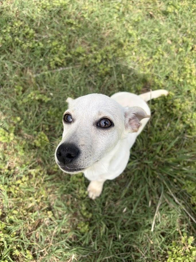 Enlarge Mogley, an adoptable mixed breed in Ransomville, NY image 2/4