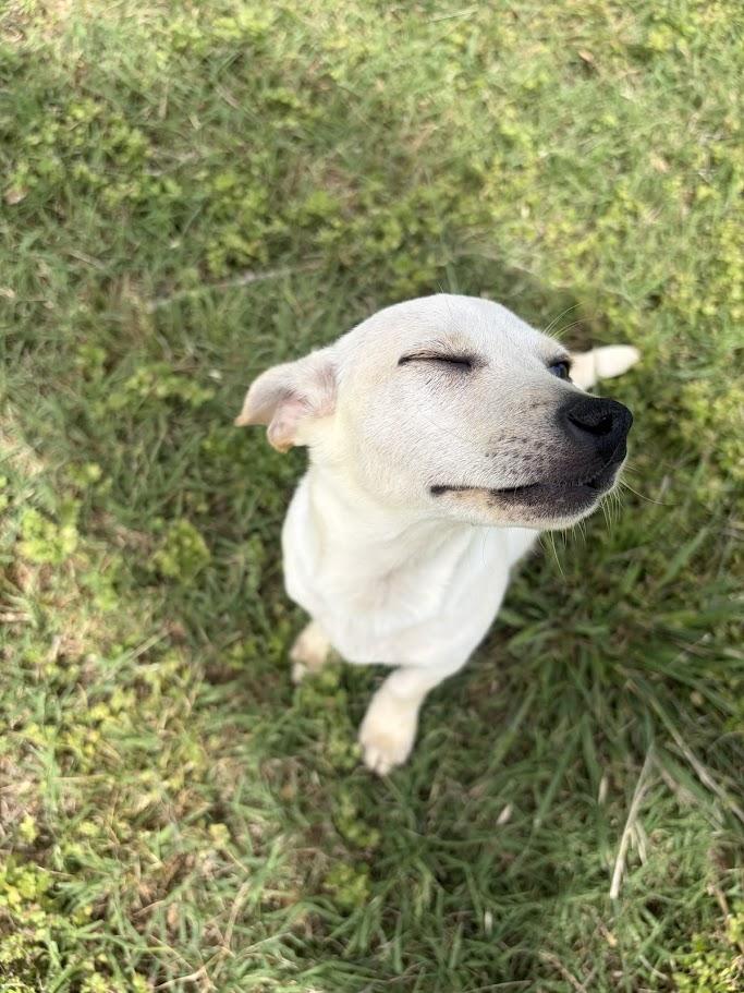 Enlarge Mogley, an adoptable mixed breed in Ransomville, NY image 3/4