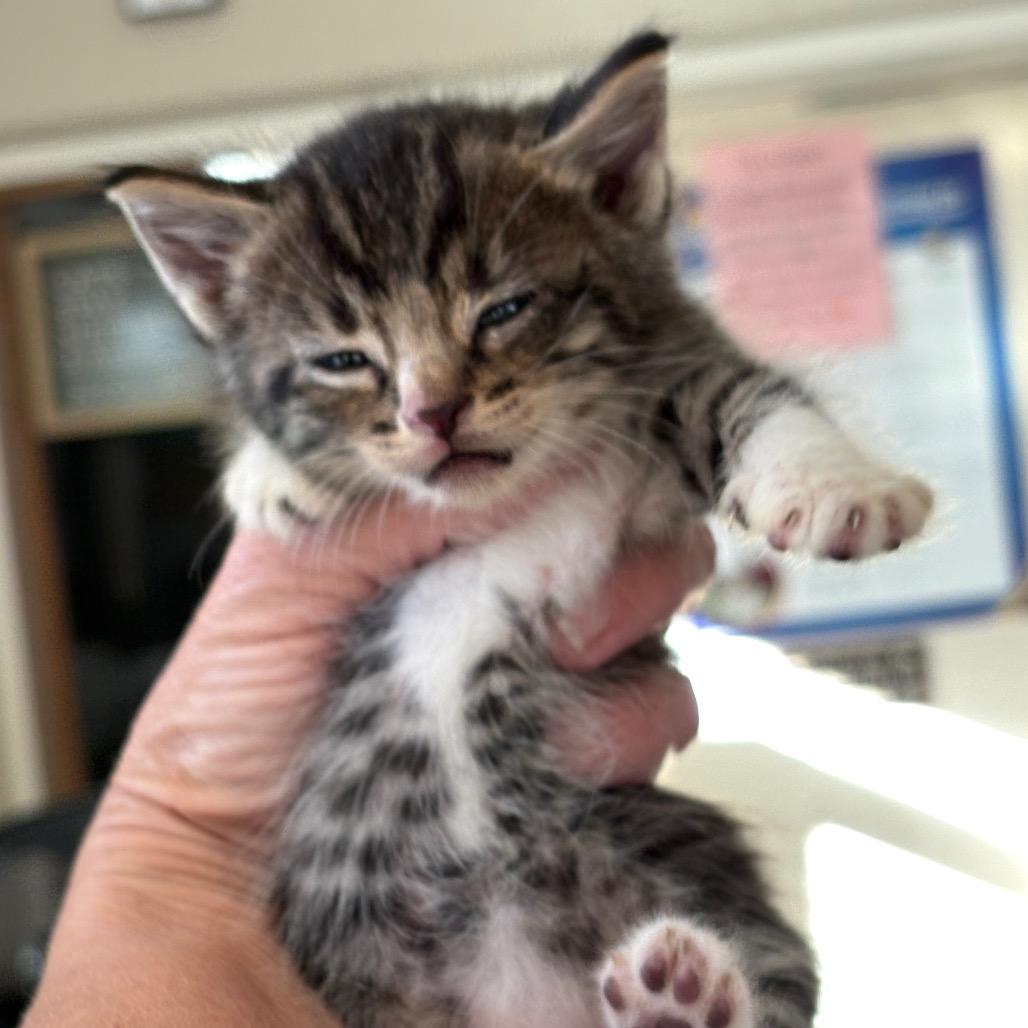 Hades, adopted, Young Male Domestic Short Hair.