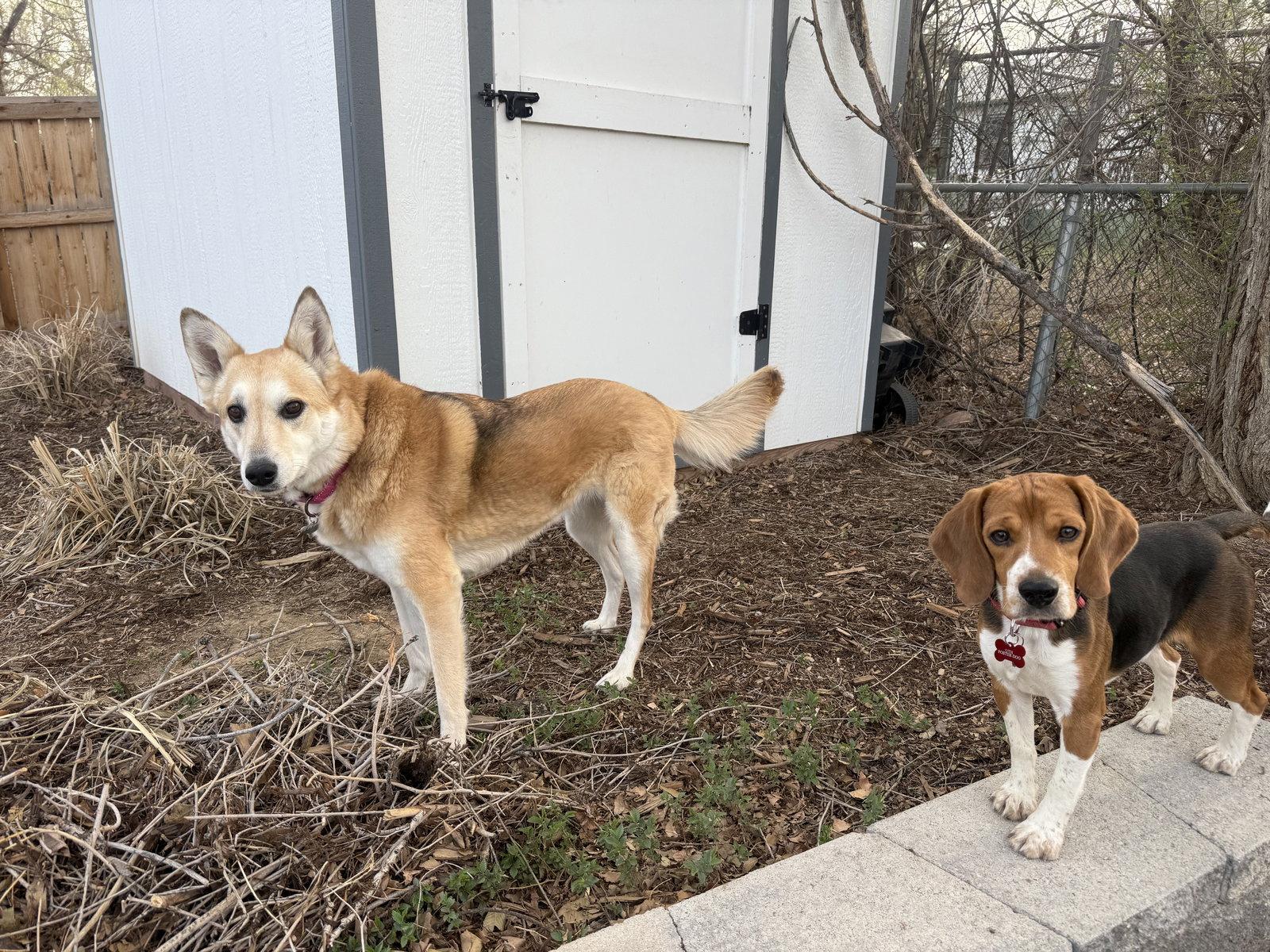 Gibs, Adopted, Adult Male Beagle.