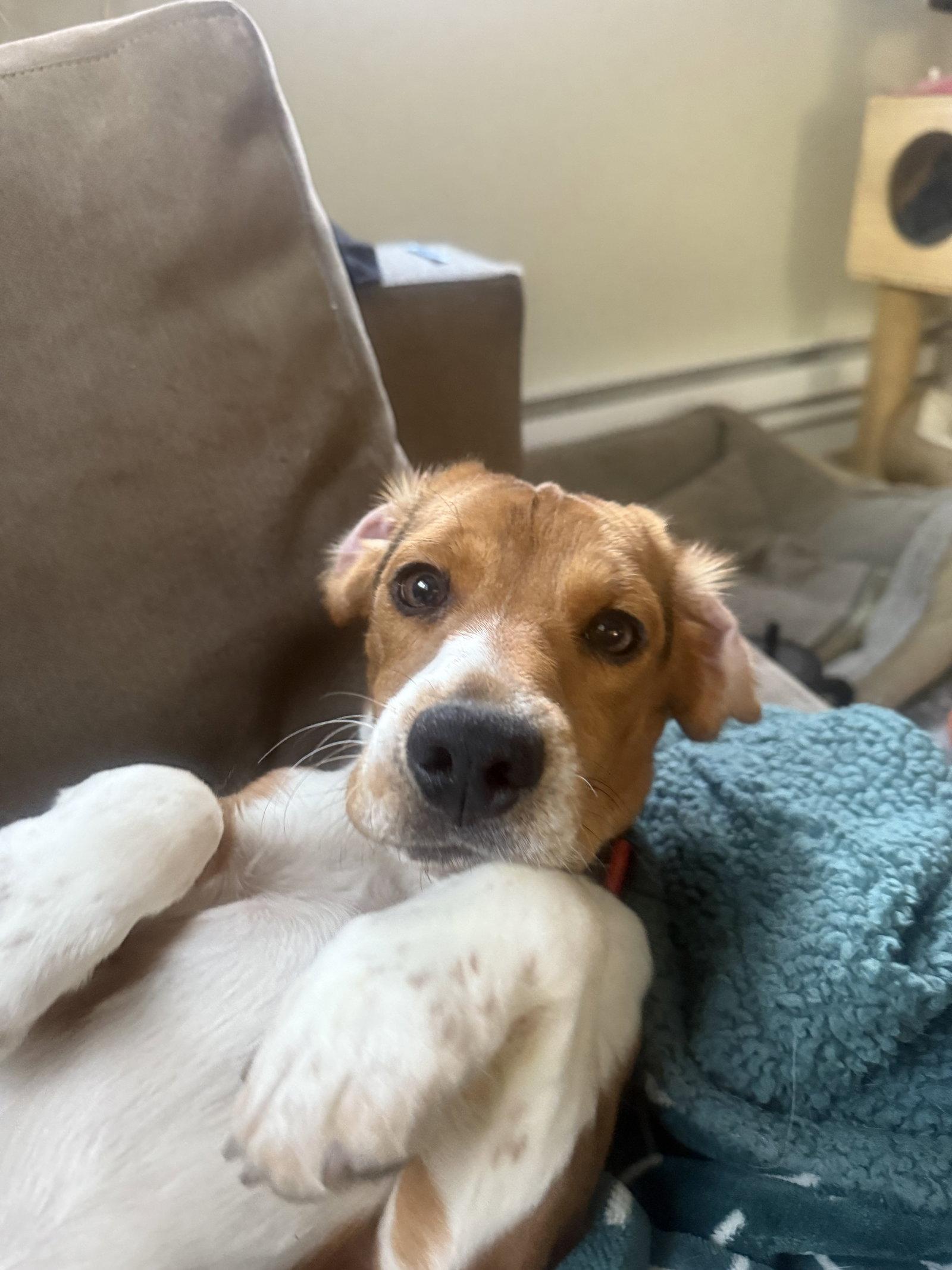 Gibs, a Adopted Beagle in Fort Collins, CO image 2/3