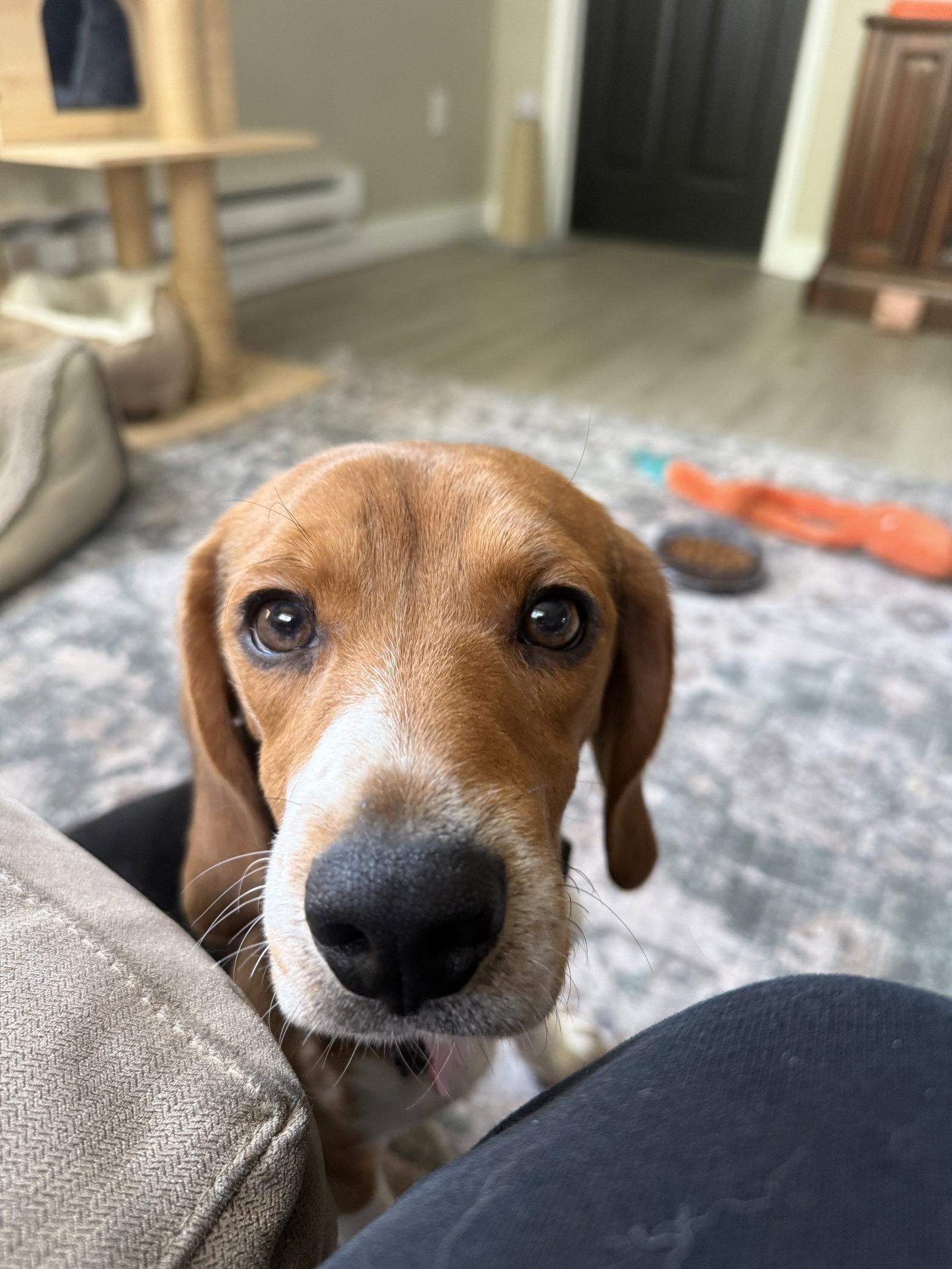 Gibs, a Adopted Beagle in Fort Collins, CO image 3/3