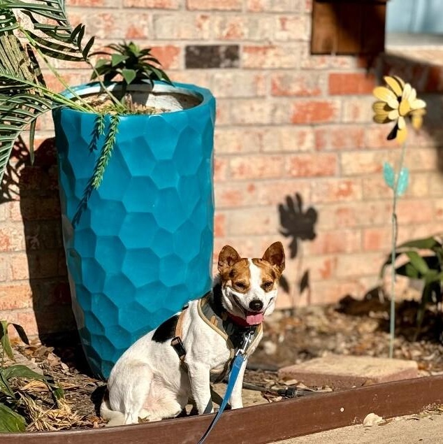 Jack Jack — thumbnail 3