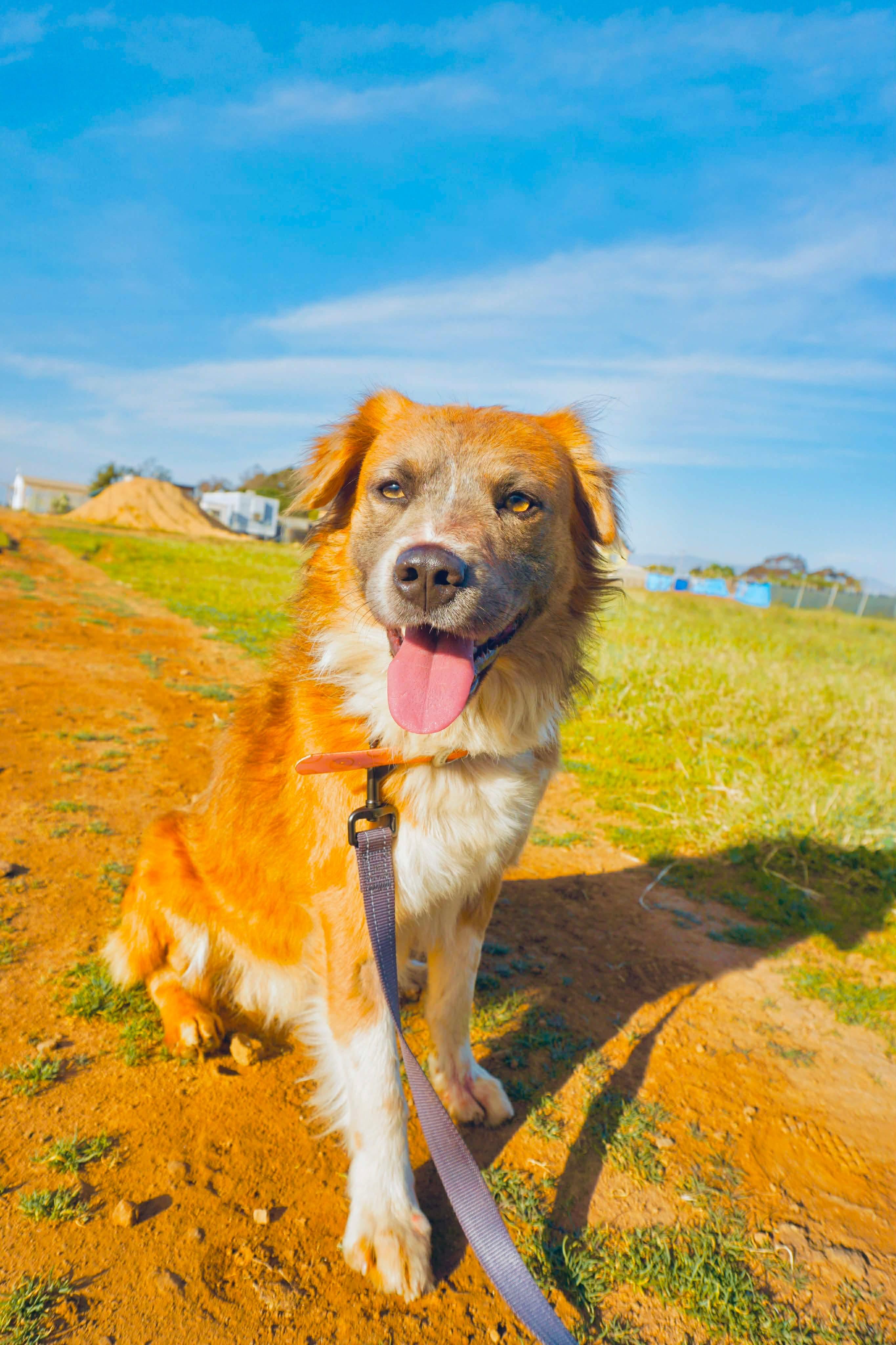 Enlarge Santiago, a ADOPTABLE mixed breed in San Diego, CA image 1/2
