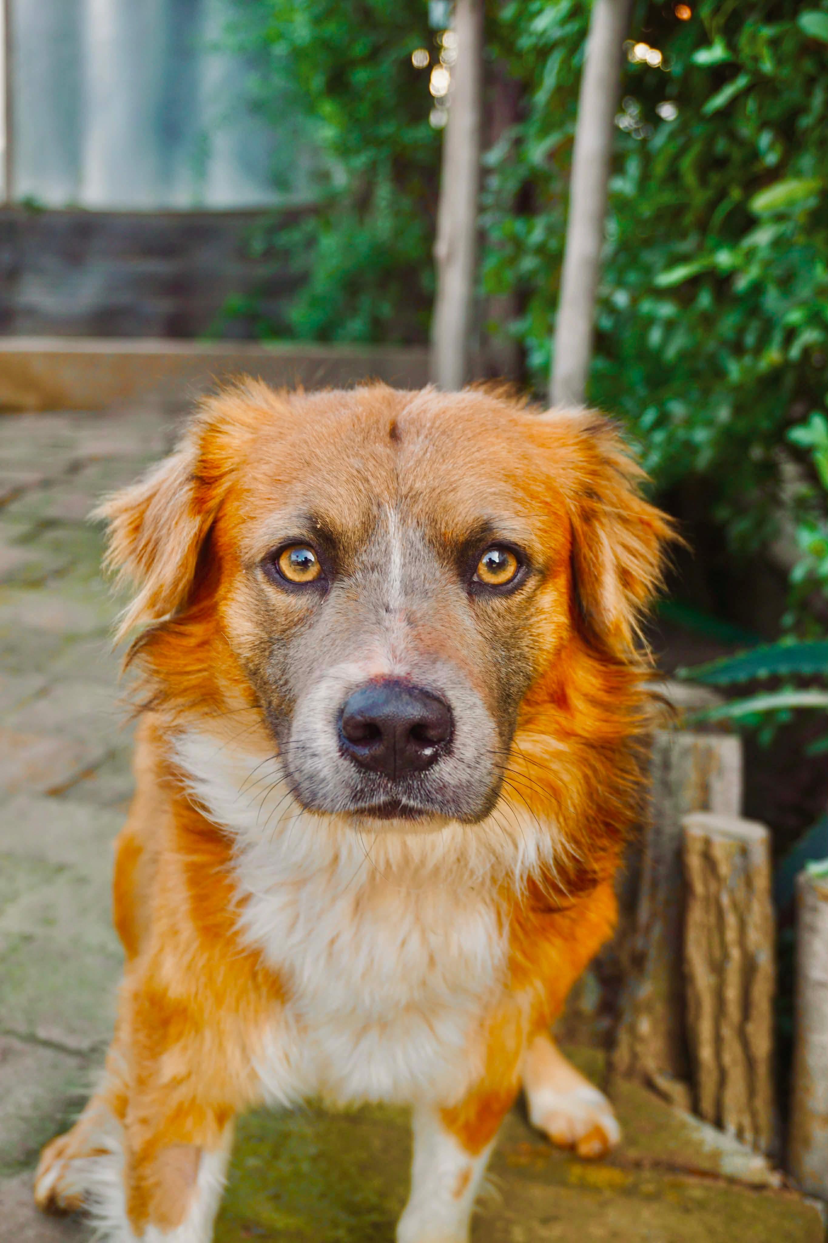 Enlarge Santiago, a ADOPTABLE mixed breed in San Diego, CA image 2/2