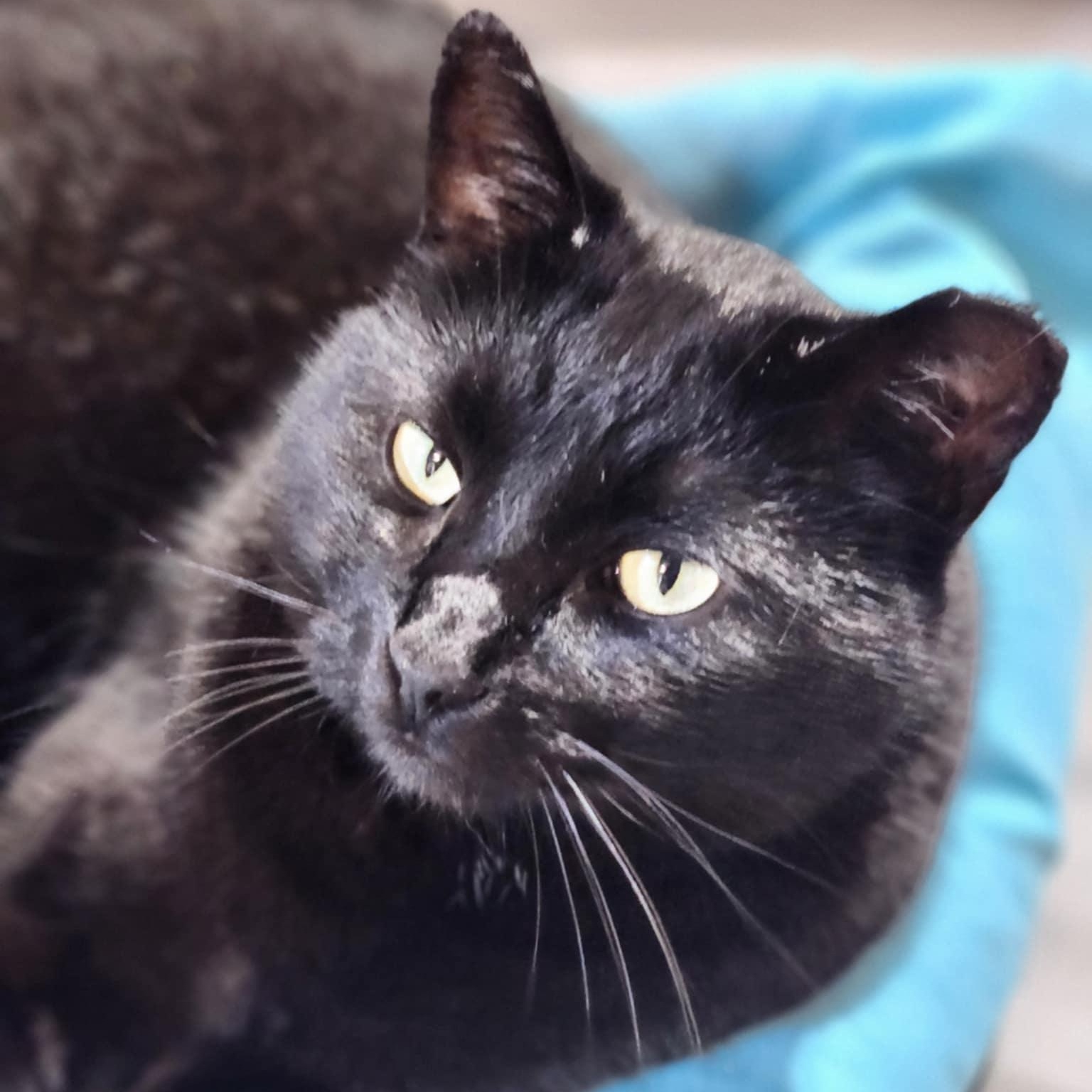DREW *VOTED MOST DESERVED TO HAVE A HOME*, Adopted, Adult Male Domestic Short Hair.