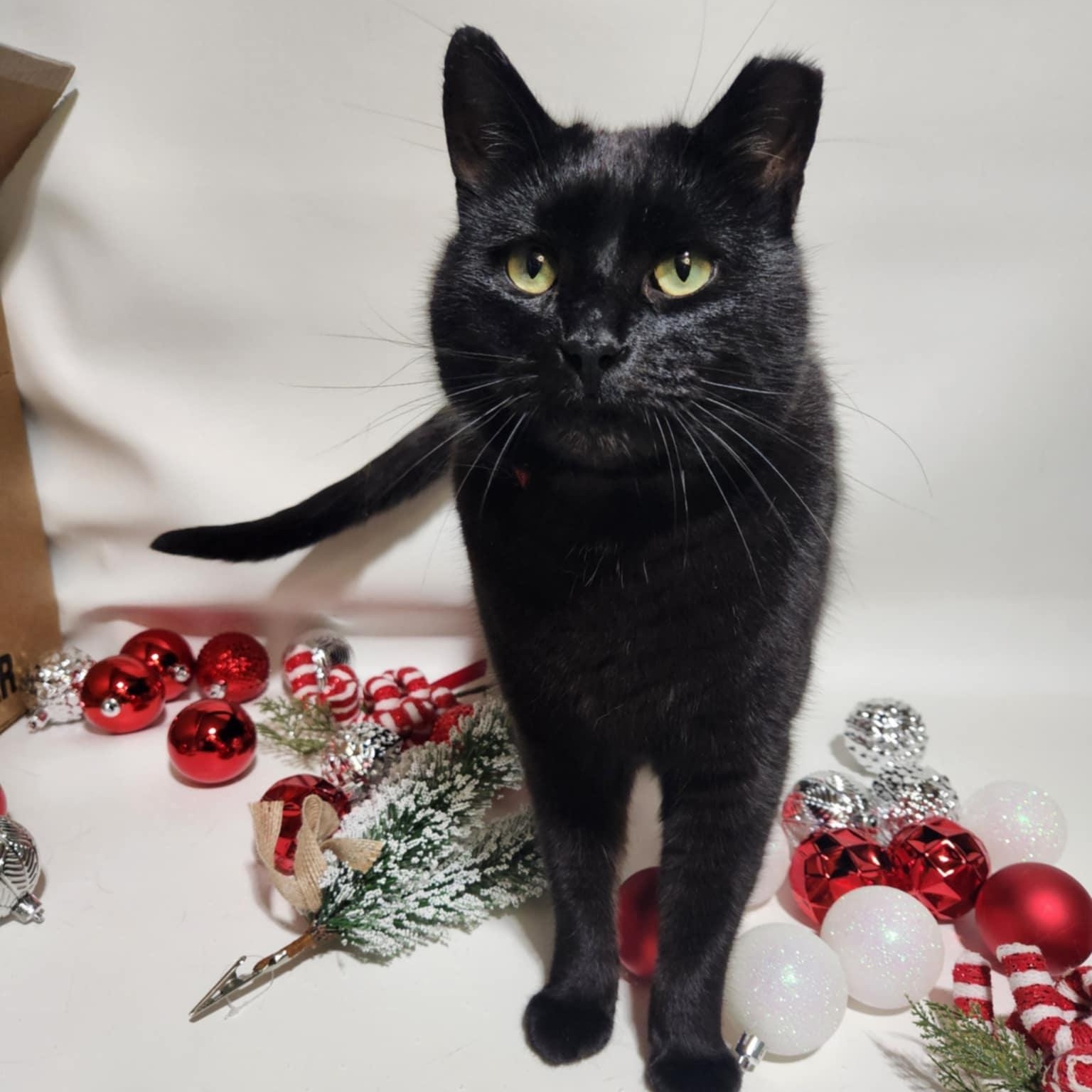 Enlarge DREW *VOTED MOST DESERVED TO HAVE A HOME*, a Adopted Domestic Short Hair in Barron, WI image 1/3