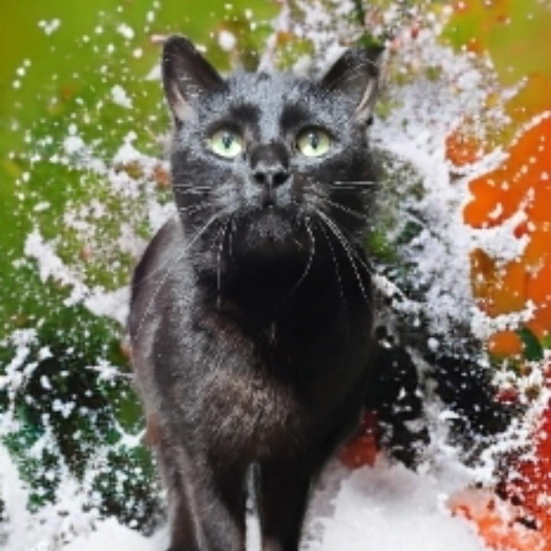 Enlarge DREW *VOTED MOST DESERVED TO HAVE A HOME*, a Adopted Domestic Short Hair in Barron, WI image 3/3