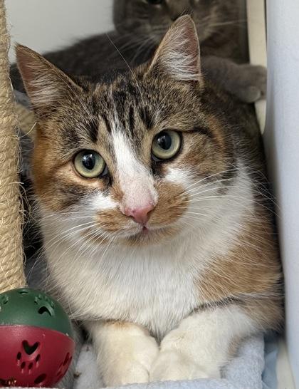 Nala, Adoptable, Adult Female Domestic Short Hair & Domestic Short Hair.