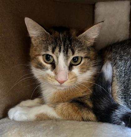 Enlarge Nala, a Adoptable mixed breed in Erin, ON image 2/2