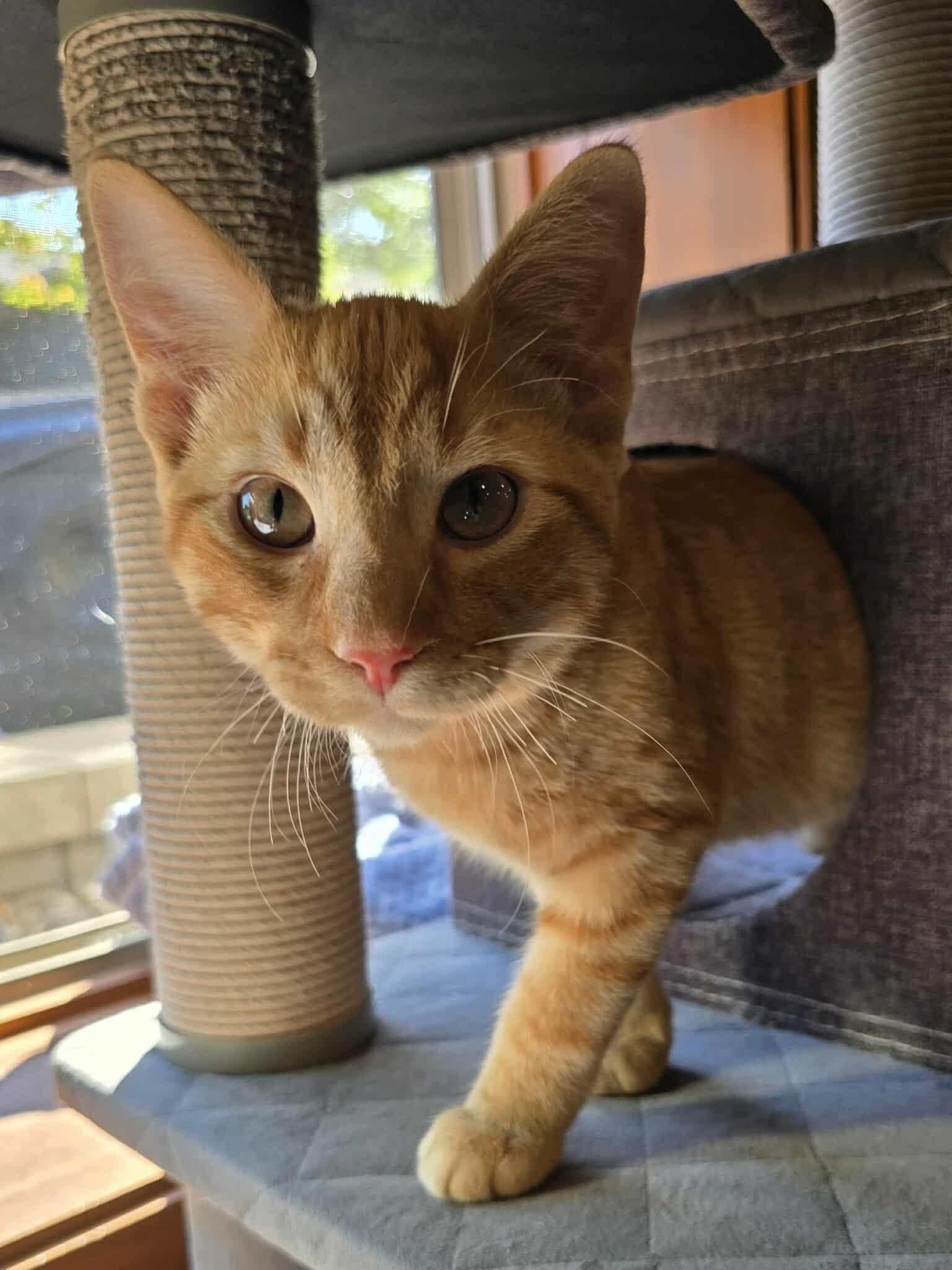 Willis, an adoptable Domestic Short Hair in Sioux Falls, SD, 57101 | Photo Image 1