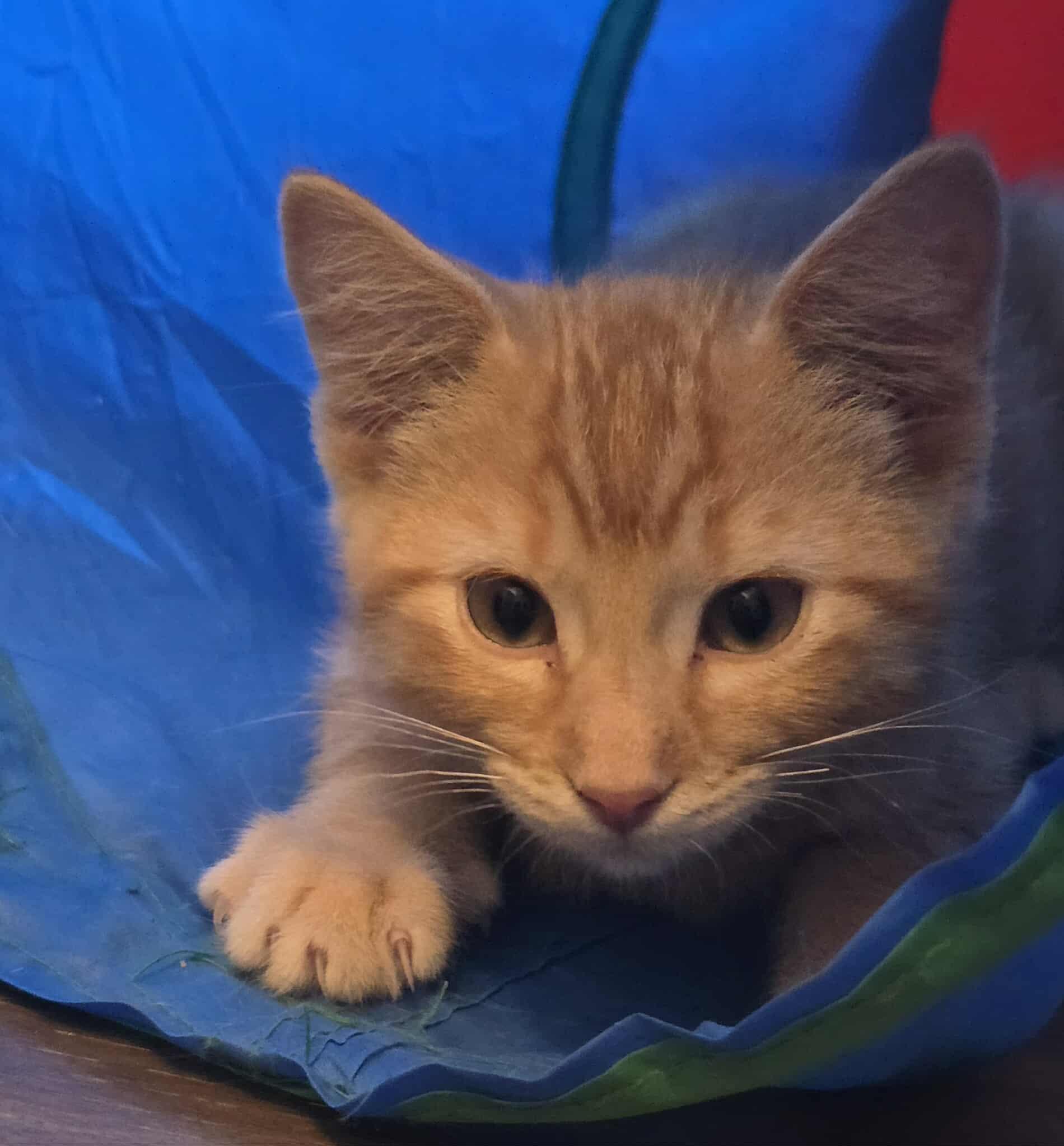 Willis, an adoptable Domestic Short Hair in Sioux Falls, SD, 57101 | Photo Image 3