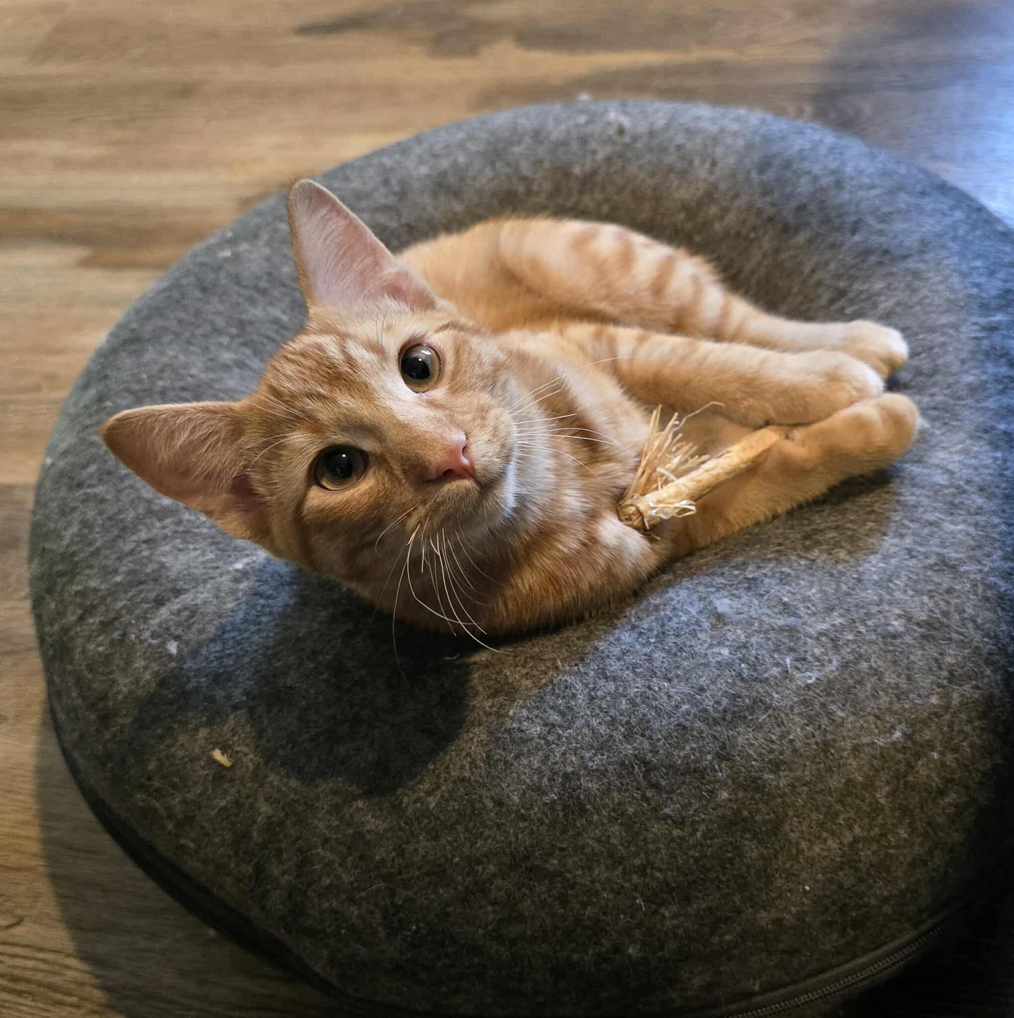 Willis, an adoptable Domestic Short Hair in Sioux Falls, SD, 57101 | Photo Image 4