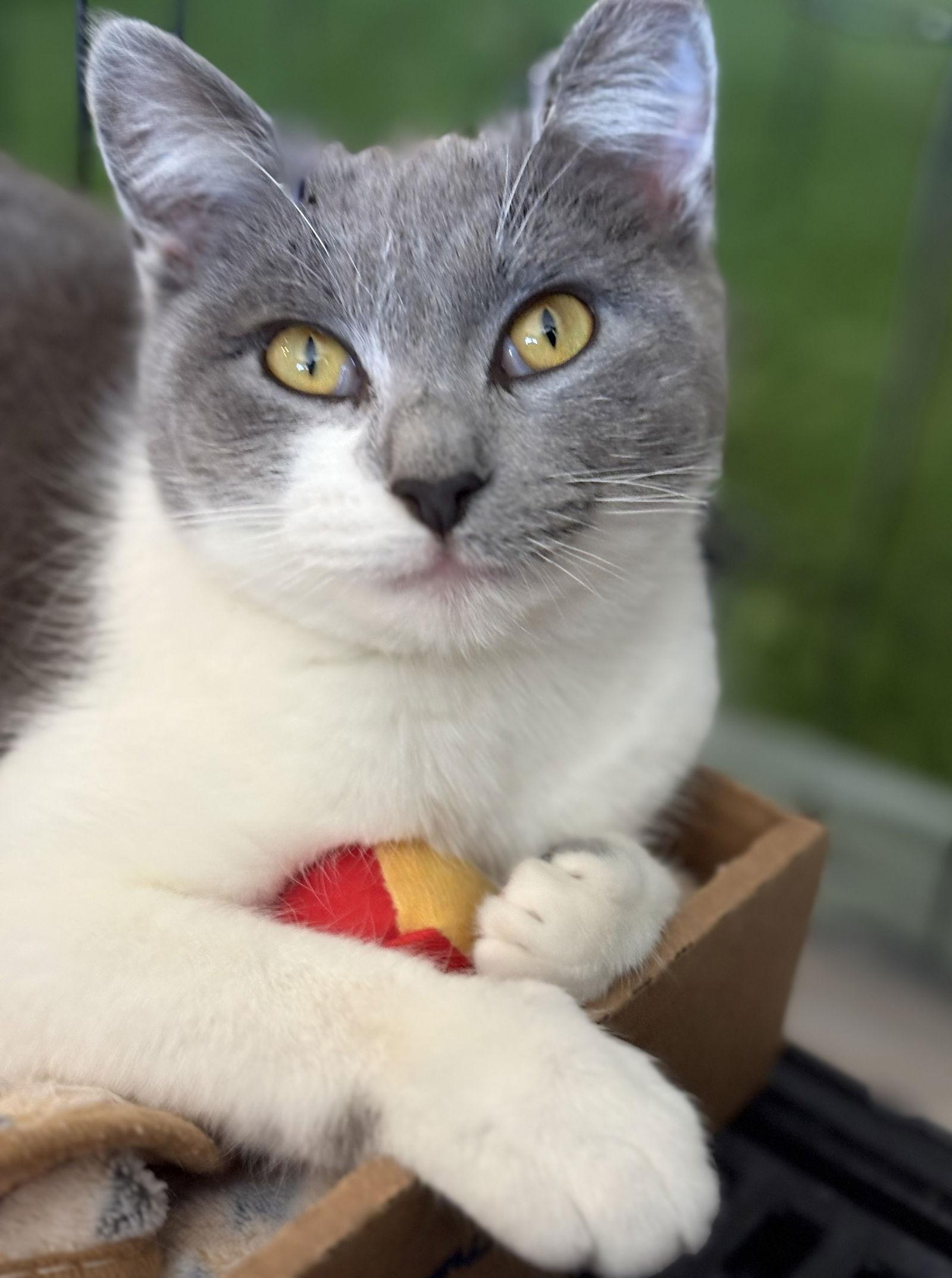 Bonnie, Adoptable, Adult Female Domestic Short Hair.