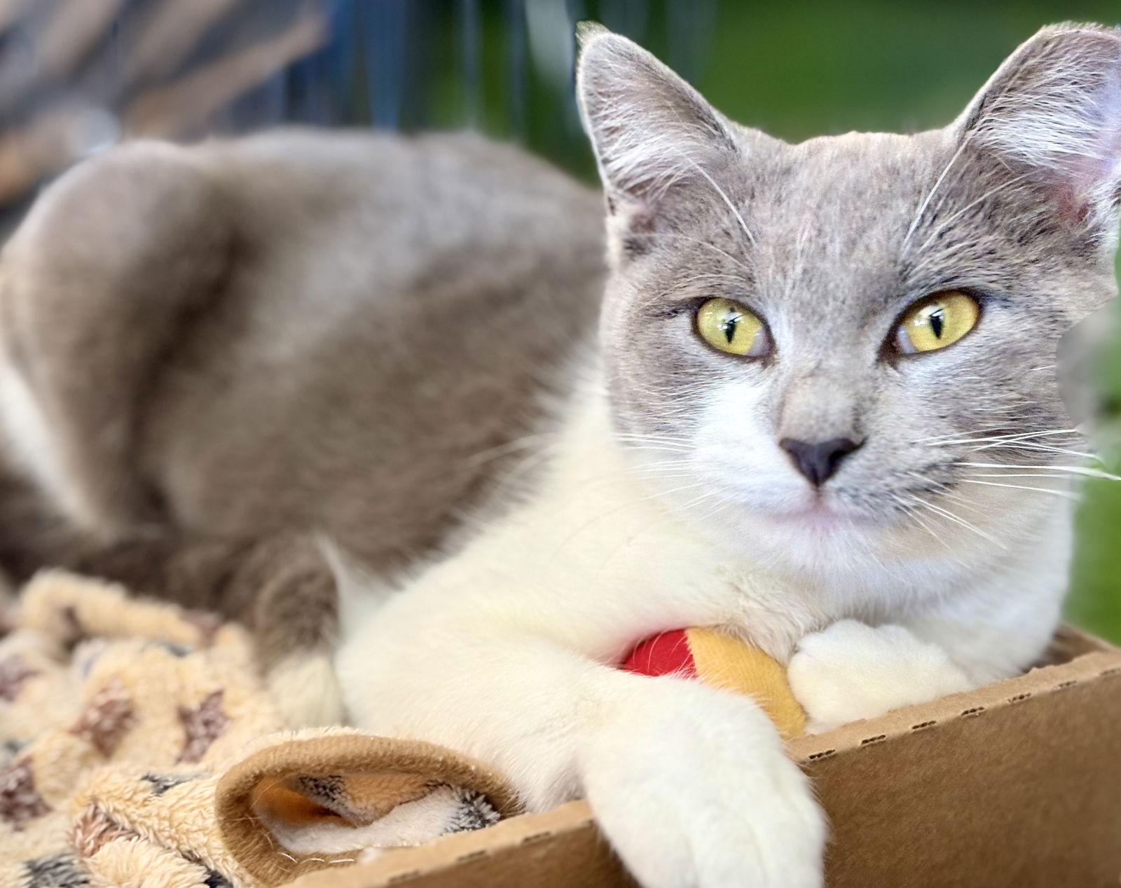 Enlarge Bonnie, a Adoptable Domestic Short Hair in Flint Hill, VA image 2/2