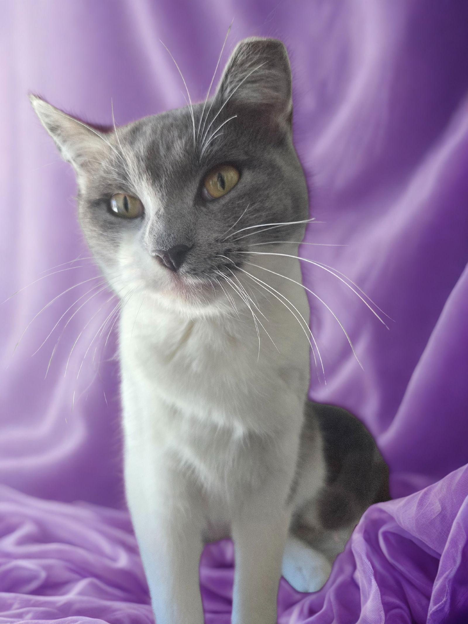 Enlarge Bonnie, a Adoptable Domestic Short Hair in Flint Hill, VA image 3/3