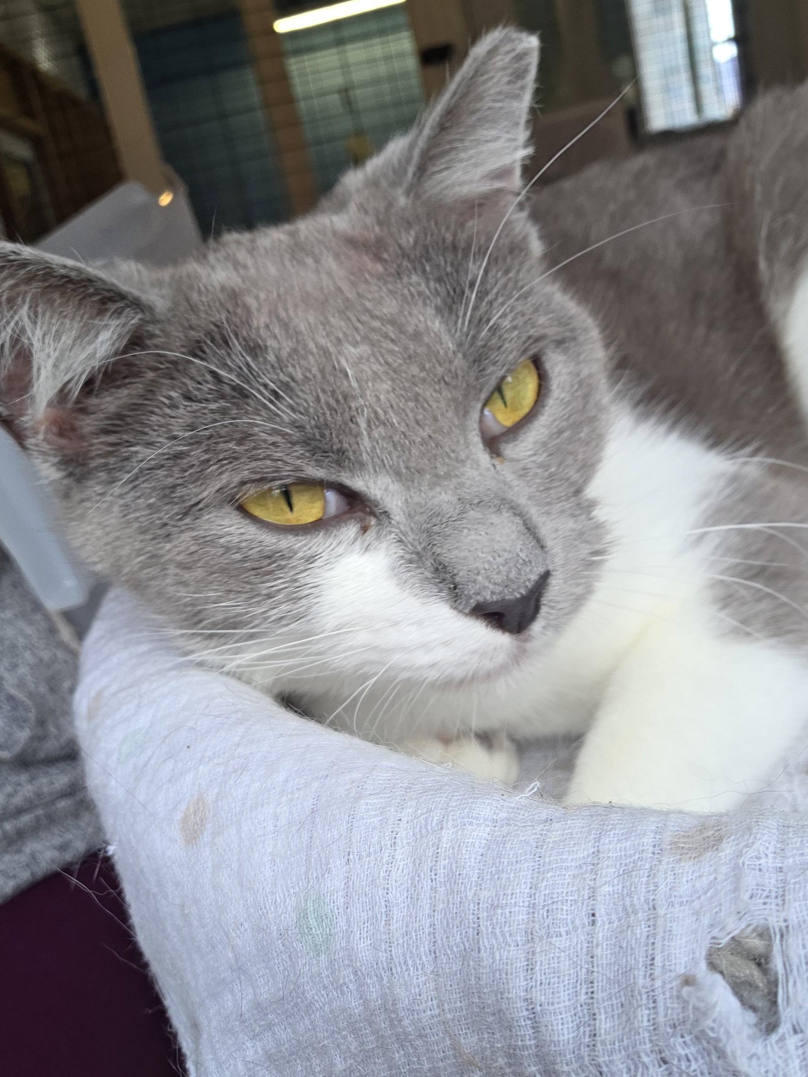 Enlarge Bonnie, a Adoptable Domestic Short Hair in Flint Hill, VA image 3/3